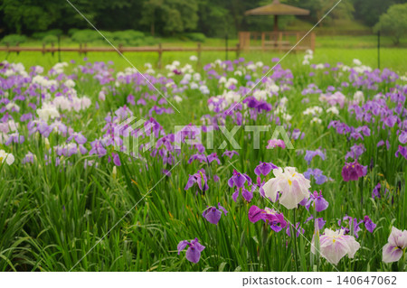 Beppu Kagurame Lake: Iris Garden on a Rainy Day 140647062