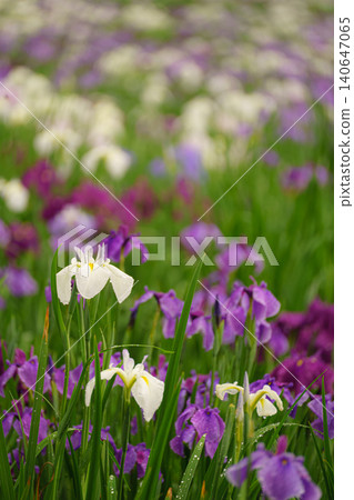 Beppu Kagurame Lake: Iris Garden on a Rainy Day Beppu Kagurame Lake: Iris Garden on a Rainy Day 140647065