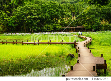 Beppu Kagurame Lake: Iris Garden on a Rainy Day Beppu Kagurame Lake: Iris Garden on a Rainy Day 140647068