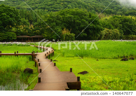 Beppu Kagurame Lake: Iris Garden on a Rainy Day Beppu Kagurame Lake: Iris Garden on a Rainy Day 140647077