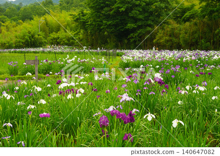 Beppu Kagurame Lake: Iris Garden on a Rainy Day Beppu Kagurame Lake: Iris Garden on a Rainy Day 140647082