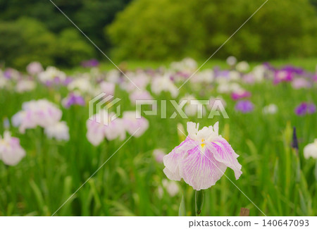 Beppu Kagurame Lake: Iris Garden on a Rainy Day Beppu Kagurame Lake: Iris Garden on a Rainy Day 140647093