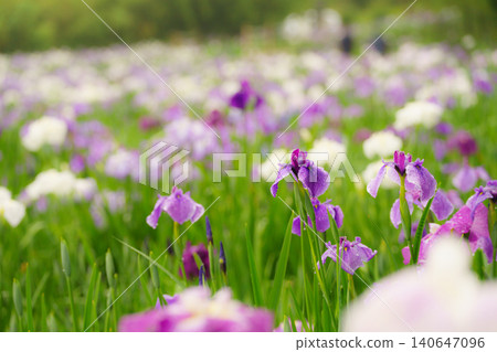 Beppu Kagurame Lake: Iris Garden on a Rainy Day Beppu Kagurame Lake: Iris Garden on a Rainy Day 140647096