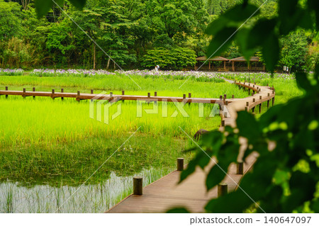 別府神樂目湖:下雨天的鳶尾花園 別府神樂目湖:下雨天的鳶尾花園 140647097