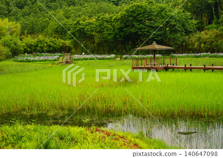 Beppu Kagurame Lake: Iris Garden on a Rainy Day Beppu Kagurame Lake: Iris Garden on a Rainy Day 140647098