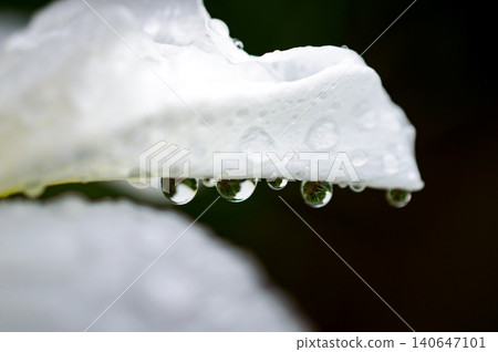 別府神樂目湖:下雨天的鳶尾花園 別府神樂目湖:下雨天的鳶尾花園 140647101