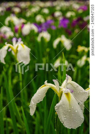 別府神樂目湖:下雨天的鳶尾花園 別府神樂目湖:下雨天的鳶尾花園 140647103