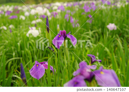 Beppu Kagurame Lake: Iris Garden on a Rainy Day Beppu Kagurame Lake: Iris Garden on a Rainy Day 140647107