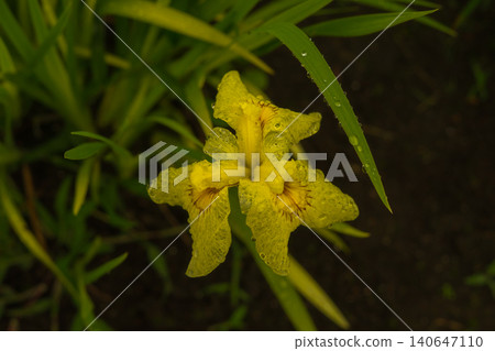 別府神樂目湖:下雨天的鳶尾花園 別府神樂目湖:下雨天的鳶尾花園 140647110