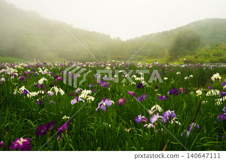 Beppu Kagurame Lake: Iris Garden on a Rainy Day Beppu Kagurame Lake: Iris Garden on a Rainy Day 140647111