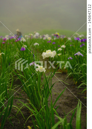 別府神樂目湖:下雨天的鳶尾花園 別府神樂目湖:下雨天的鳶尾花園 140647112