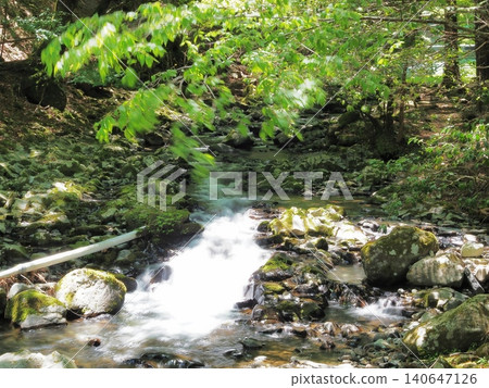 Shizuoka Prefecture, Namazawa Gorge in the fresh green of spring, May Shizuoka Prefecture, Namazawa Gorge in the fresh green of spring, May 140647126