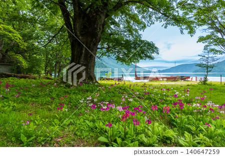 中禪寺湖千手濱海灘的報春花 中禪寺湖千手濱海灘的報春花 140647259