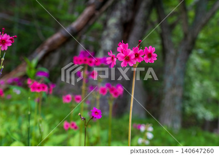 中禪寺湖千手濱海灘的報春花 中禪寺湖千手濱海灘的報春花 140647260