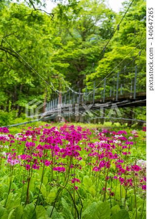 中禪寺湖千手濱海灘的報春花 中禪寺湖千手濱海灘的報春花 140647265