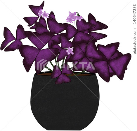 purple shamrock plant 140647288