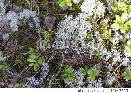 Branching Reindeer Lichen on Forest Floor 140647295