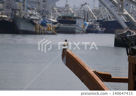 Seagull Perched on Dock with Fishing Boats Seagull Perched on Dock with Fishing Boats 140647415