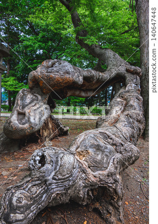 [Takemizuwake Shrine] Base of a giant tree [Chikuma City] 140647448