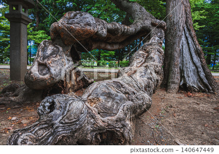 [Takemizuwake Shrine] Base of a giant tree [Chikuma City] 140647449