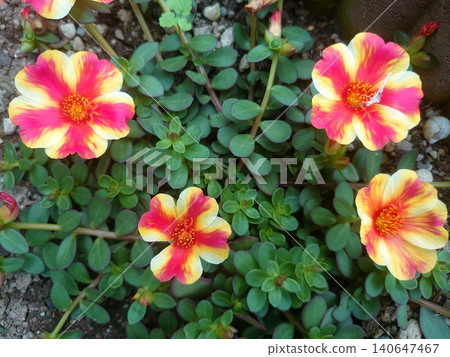 A flowerbed of portulaca flowers with vibrant gradients. A flowerbed of portulaca flowers with vibrant gradients. 140647467