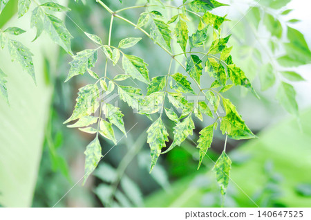 Cork tree, Indian cork tree or Millingtonia hortensis Linn or BIGNONIACEAE Cork tree, Indian cork tree or Millingtonia hortensis Linn or BIGNONIACEAE 140647525