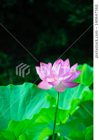 在初夏的陽光下,美麗的粉紅色蓮花盛開。 在初夏的陽光下,美麗的粉紅色蓮花盛開。 140647568