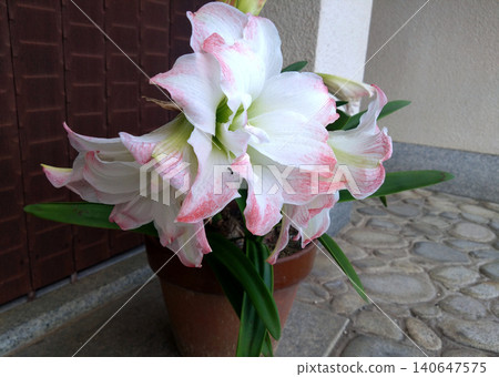A potted double-flowered amaryllis with pale pink blossoms. A potted double-flowered amaryllis with pale pink blossoms. 140647575