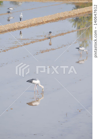 Anastomus oscitans, Asian openbill or Asian Openbill stork or Ciconia boyciana or Oriental stork or bird Anastomus oscitans, Asian openbill or Asian Openbill stork or Ciconia boyciana or Oriental stork or bird 140647612
