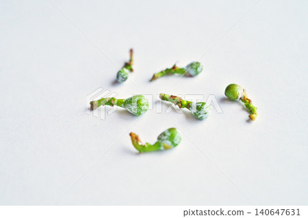 Small fallen pine nuts (summer, June) Small fallen pine nuts (summer, June) 140647631