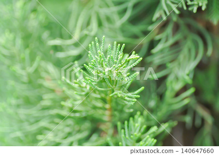 Juniperus chinensis, Chinese juniper or CUPRESSACEAE or pine tree 140647660