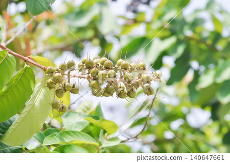 lagerstroemia, lagerstroemia speciosa with fruit on the tree or lythraceae or Queens flower 140647661