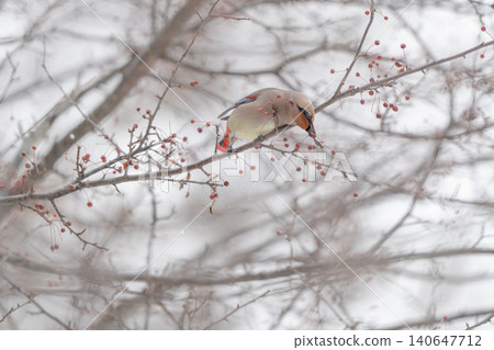 A Bohemian Waxwing perched on a branch in the snow. A Bohemian Waxwing perched on a branch in the snow. 140647712
