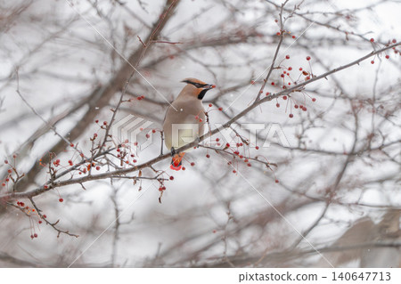 一隻太平鳥棲息在雪地裡的樹枝上。 一隻太平鳥棲息在雪地裡的樹枝上。 140647713