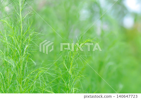 Dog fennel, dogfennel or Eupatorium capillifolium or false dill tree or Asteraceae or vegetable plant 140647723