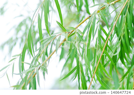 Salix babylonica var or pekinensis or Pendula or Weeping Willow or Salix babylonica L, SALICACEAE 140647724