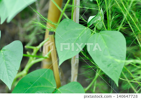 Asparagus pea, Goa bean or Manila pea or  Princess bean or Winged bean or Psophocarpus tetragonolobus L DC or LEGUMINOSAE PAPILIONOIDEAE or vegetable plant 140647728