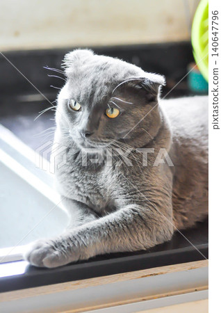 kitty or cat or grey cat or gray cat , Felis catus or Felis catus domestica or Scottish fold or half Scottish fold 140647796