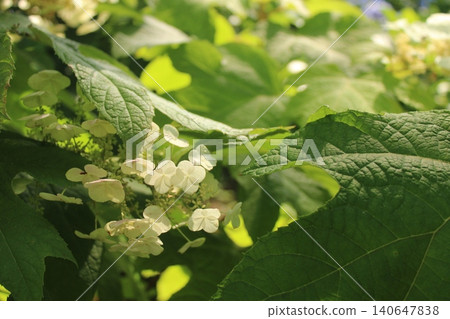White hydrangea White hydrangea 140647838