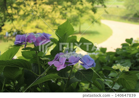 Hydrangea road blooming in a break in the rainy season Hydrangea road blooming in a break in the rainy season 140647839
