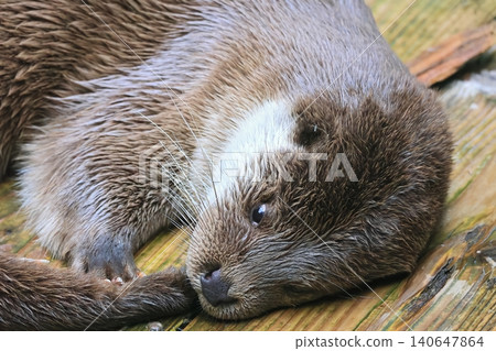 Otter Otter 140647864