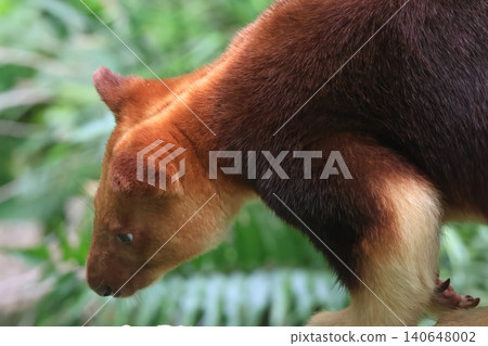 Sedge ki Novoli kangaroo 140648002