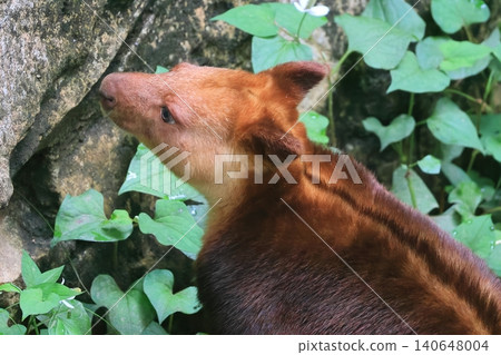 Sedge ki Novoli kangaroo 140648004
