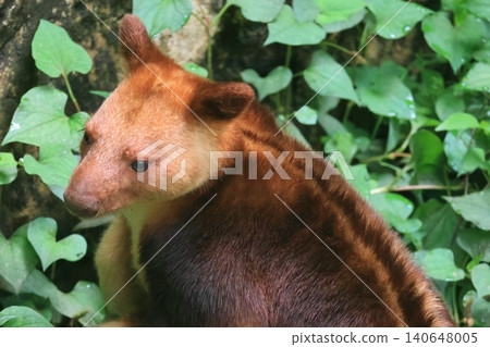 Sedge ki Novoli kangaroo 140648005
