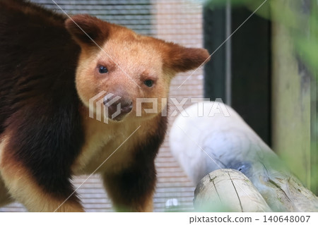 Sedge ki Novoli kangaroo 140648007