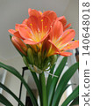 Bright orange flowers grow from a green plant inside a home during daytime 140648018