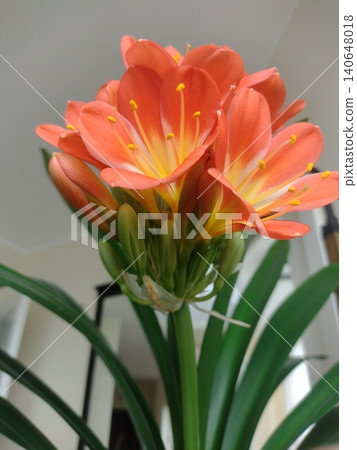 Bright orange flowers grow from a green plant inside a home during daytime 140648018