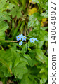 Small blue flowers grow among green plants in a garden area, showing details of nature in a sunny environment during spring 140648027