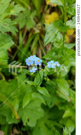 Small blue flowers grow among green plants in a garden area, showing details of nature in a sunny environment during spring Small blue flowers grow among green plants in a garden area, showing details of nature in a sunny environment during spring 140648027