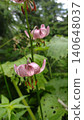 Wild flowers bloom in the forest during summer, showing pink petals with dark spots next to green leaves and plants 140648037